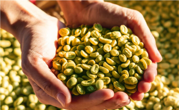 グリーンコーヒーの焙煎前の豆イメージ