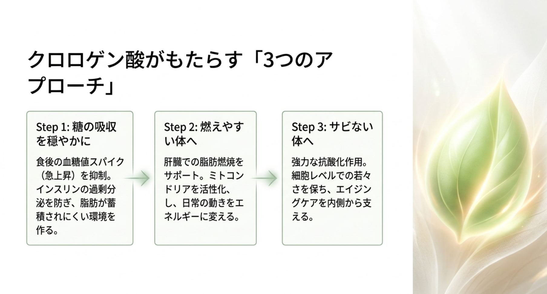 クロロゲン酸による脂肪燃焼と代謝向上の仕組み
